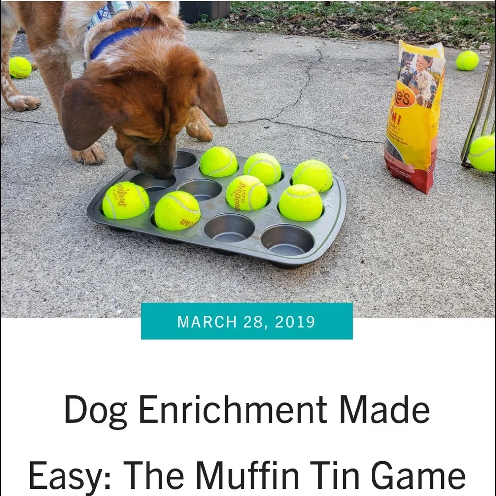 Dog 🐾 Enrichment - Picture 1 of 3